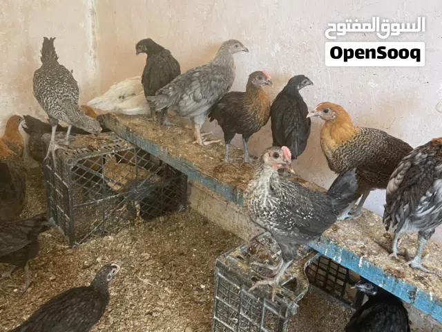 متاح صيصان بصحه ممتازه
