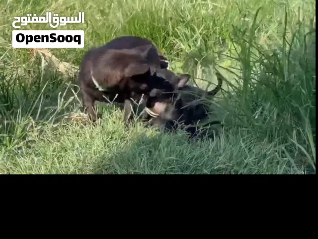 كلب شیواوا درجه اوله