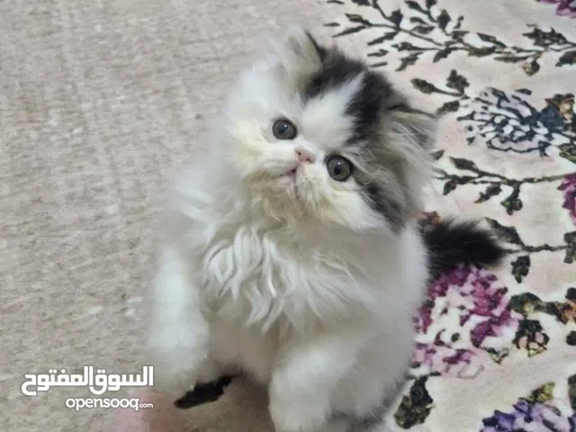 ذكر فان براون