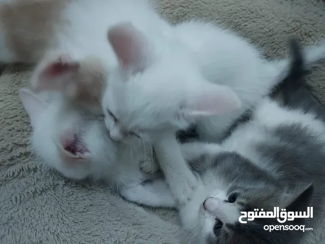 Persian kitten pure white and mixed colours available. born 29 April 2025.5 kitten available.