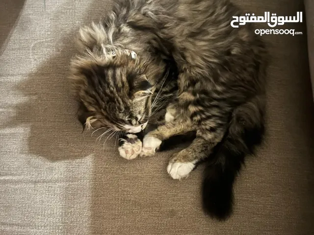 عمره القط خمسه اشهر مطعم كل التطعيمات ماعنده تطعيمه وحده والقط نظيف ولعوب وصحته ممتازه