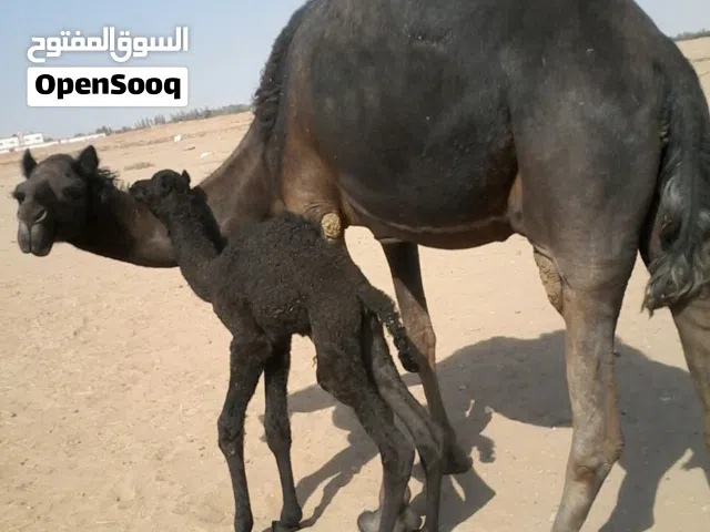 راعي غنم ابل طيور ماعز كل شي سوداني