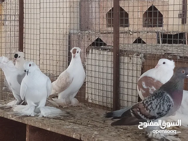 للبيع حمام شمسي مريكي العدد 4 طيور ... للبيع وسألوه ساكسون 6 حبات