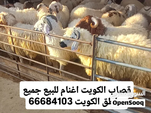 قصااب تحت الطلب بيع وتوصيل اغنام جميع المناطق