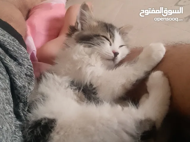 قطة صغيرة للبيع