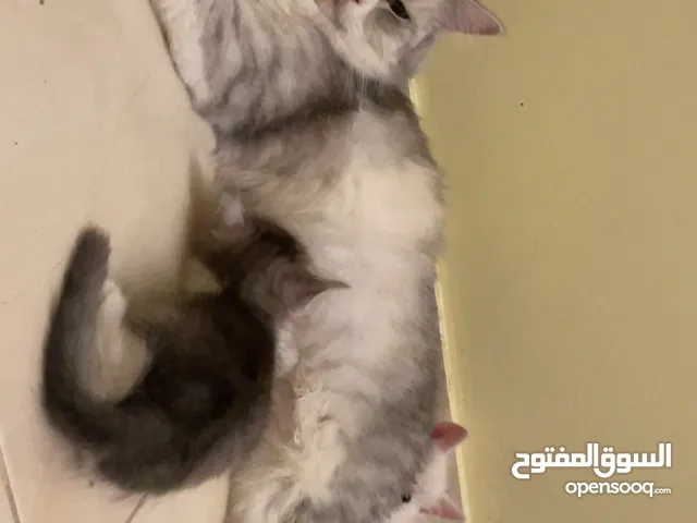 قطط للبيع في حي السنابل استلام وتوصيل