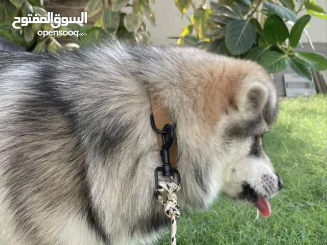 هاسكي و جيرمن