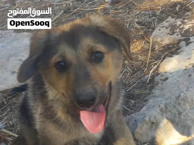انثى للبيع