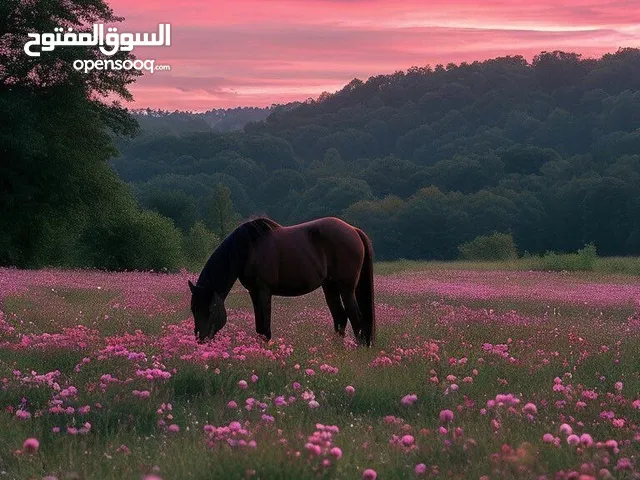 السلام عليكم عندي بيانو للبيع مستعمل فترة كل قليلة وموجدات غراضة كاملة ونظافة فول الفول