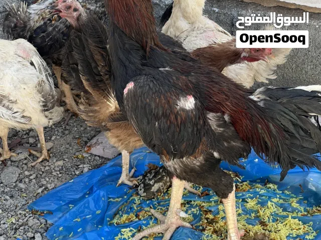 ديك باكستاني ضخم