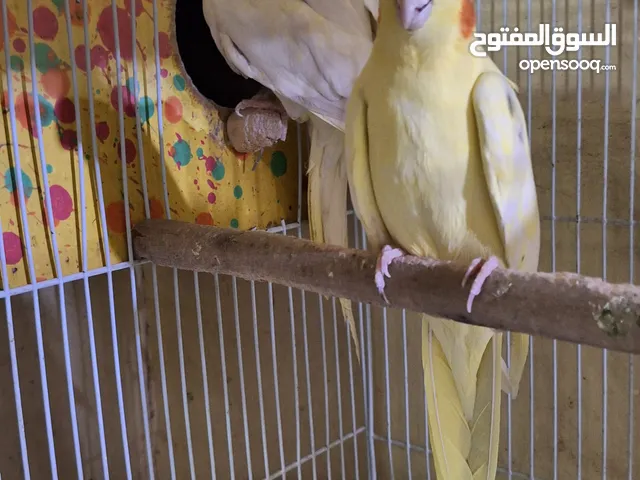 كوكتيل للبيع