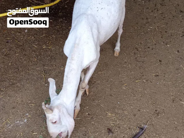 شاه للبيع....