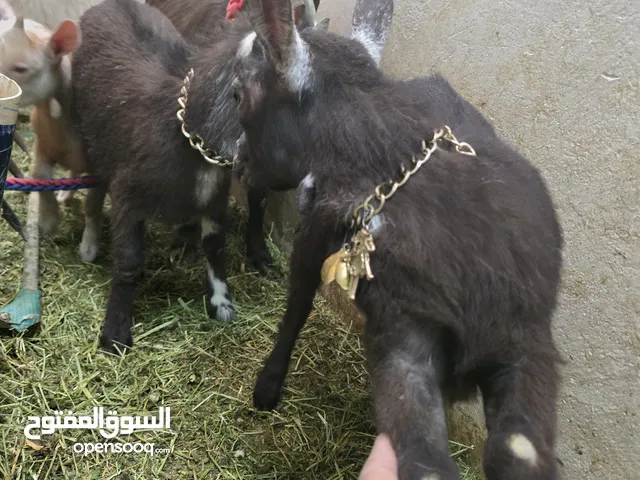 زوج ماعز قزم مكس تشيكي امريكي
