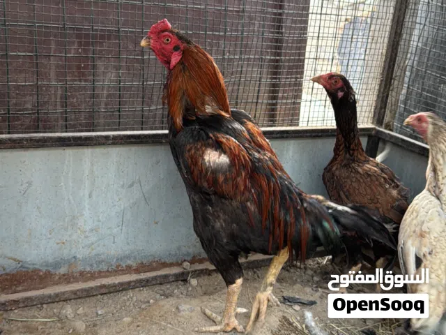 للبيع دجاج باكستاني