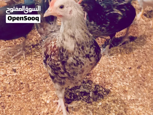 دجاج عربي بعمر 50 يوم