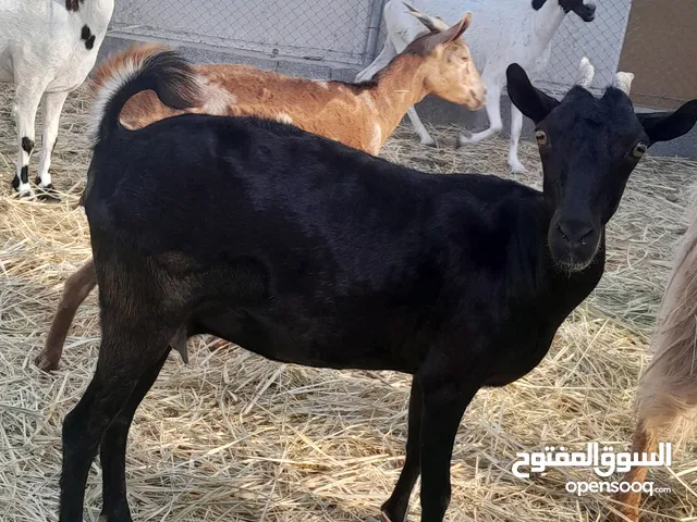 للبيع شوهات من حلال الصلالي