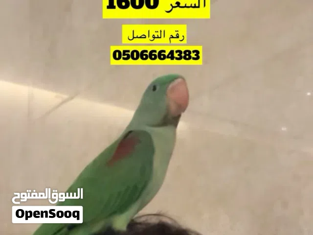 Napoli bird