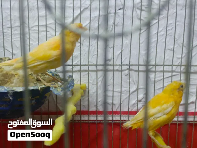متاح بعد الصلاة على النبي موجوده جوز كنار تحتهم بيض رن على رقم يلي في الوصف