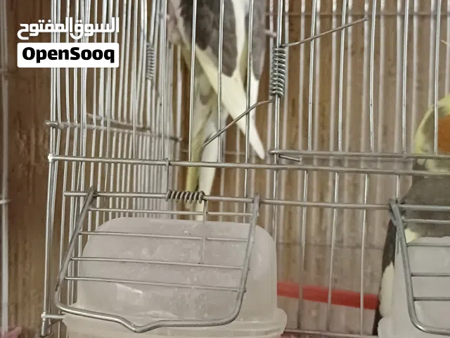 دكر كوكتيل ربى يبار