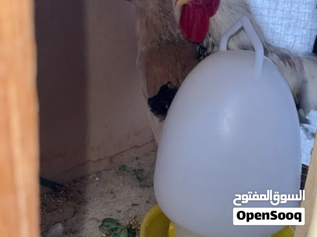 للبيع زوج دجاج وديك بلدي (ذكر + أنثى)