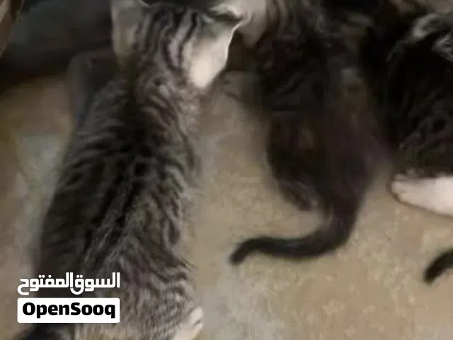 American Shorthair