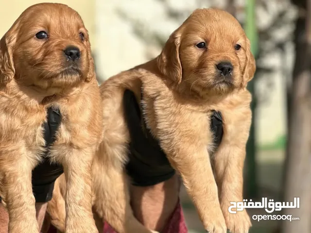جراء جولدن ..سامويد ..انجلش بوينتر