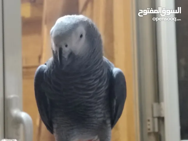 ذكر زنجباري