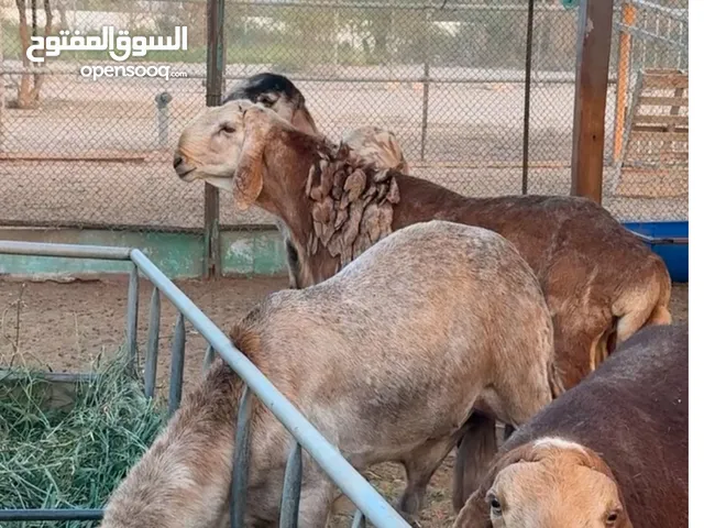 اضاحي وفحول شرط السمن والنظافه انتاج عزبة