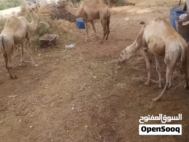 جمال للبيع ضحايا