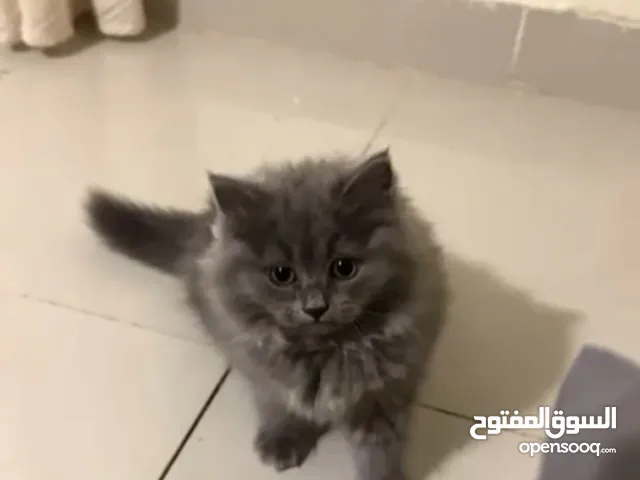 قطه شيرازيه تبني