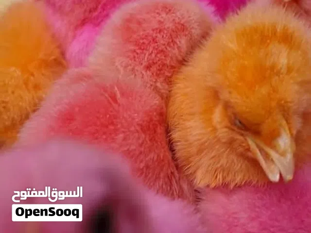 صوص مزارع ملون