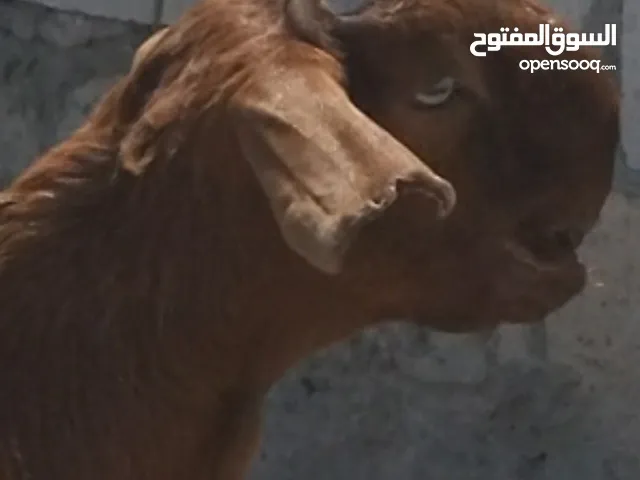 جدي شامي راس من نوادر