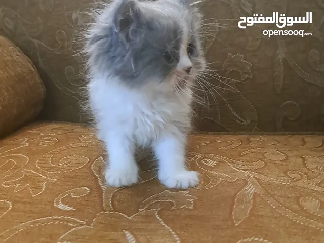 تواصل واتساب " قطط بيرشن وهملايا "