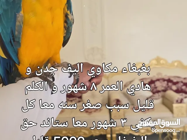 بغبغاء مكاوي