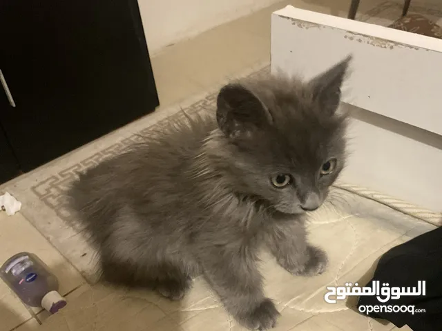قطه شرازي أنثى للبيع بسعر مغري