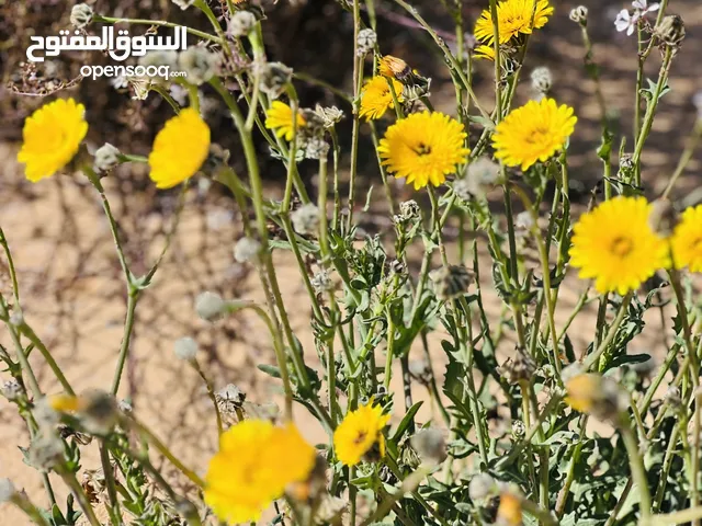 قطعة ارض بسعر مغري للسكن أو المتاجرة بها