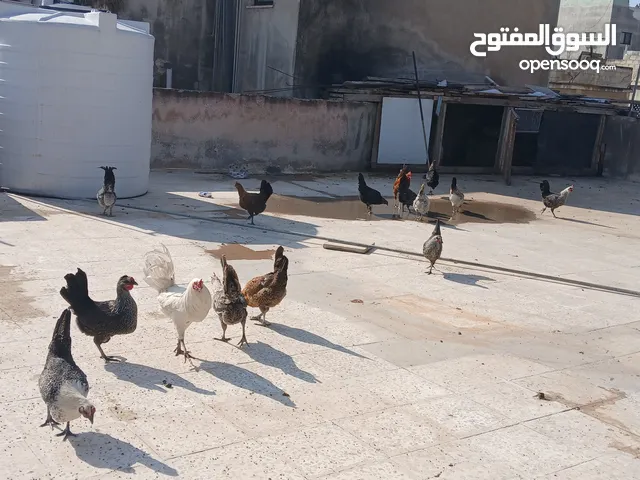 6 ديوك للبيع عمر سنه
