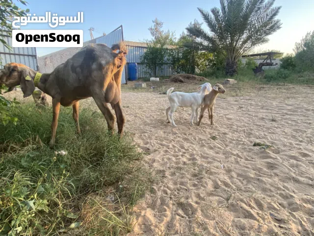 جدين للبيع