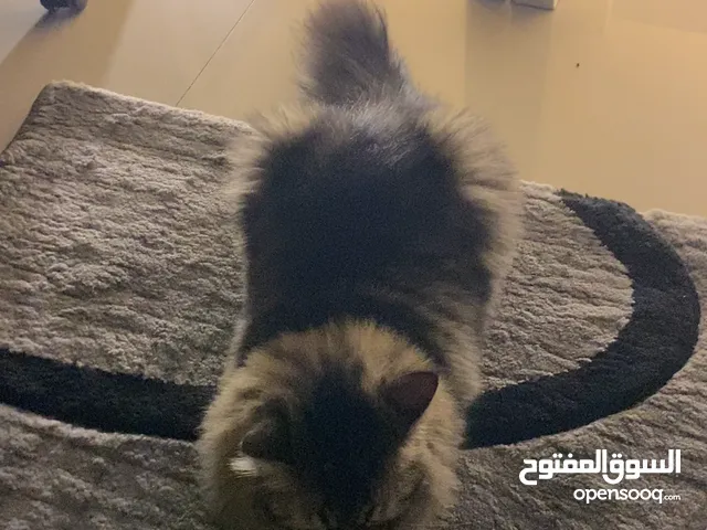 قط للتبني لون بني