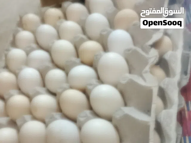 متوفر بيض الدجاج التفقيس مخصب بريالين ونصف بالحجز