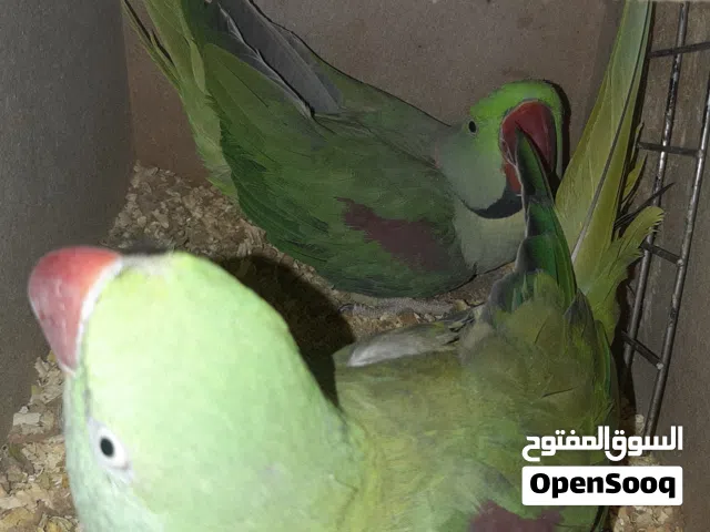 جوز كساندرا