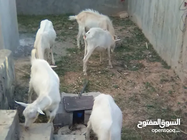 ماعز سانين للبيع