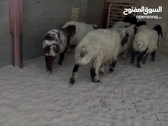 للبيع هرافا سمان ومغلقه