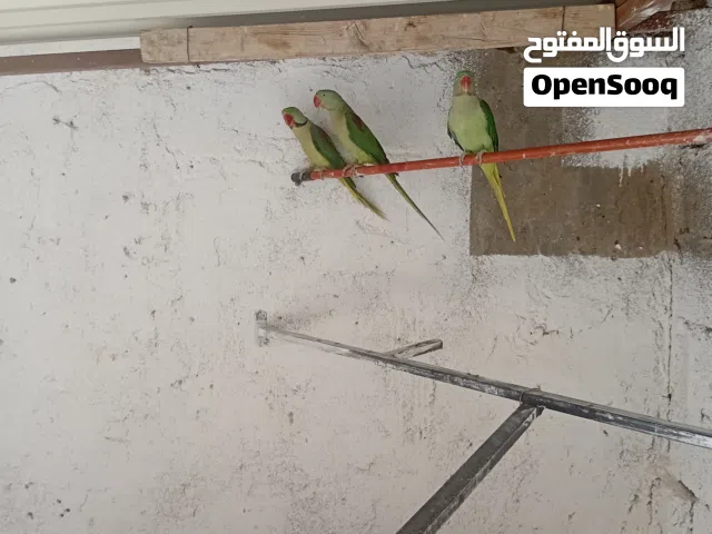 زوز كوبية دره امريكيه البيع زوز مع بعضهم 6.500 الله يبارك