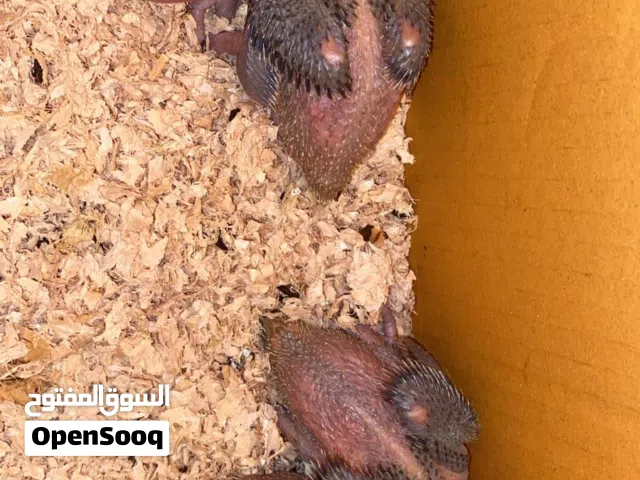 النوع متوه دره العدد 5 فروخ السعر حبه ب 11 المكان صحار ملاحظة يتوفر حجز حسب الاتفاق