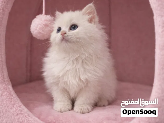 كيتن شانشيلا انثى نادرة للبيع
