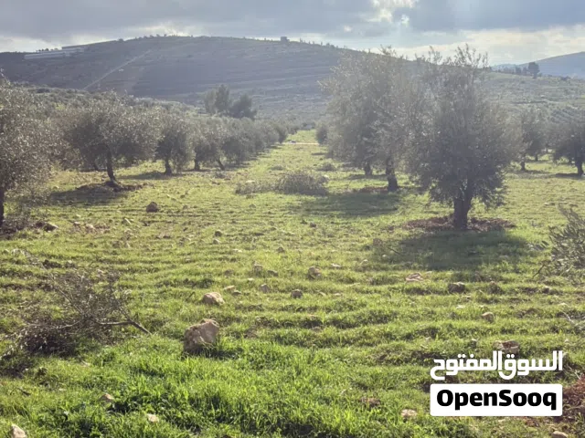 Farm Land for Sale in Jerash Dahl