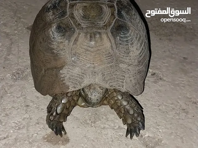 سلاحف بريه