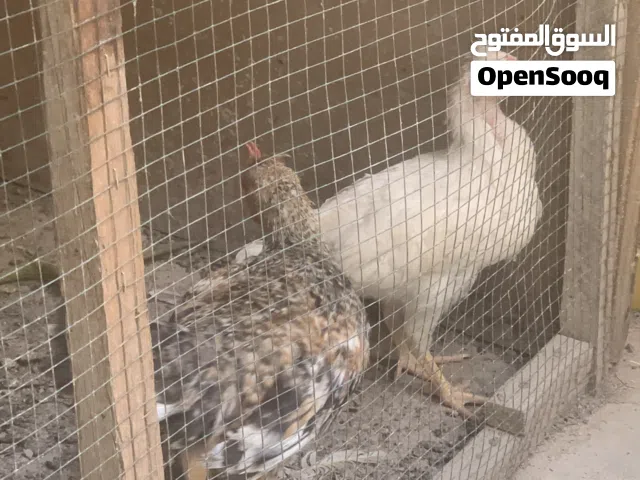 ديج ودجاجه مخاليف