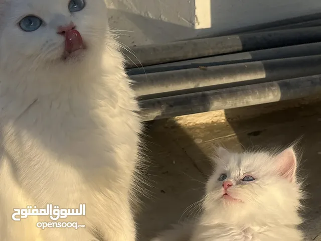 شيرازي بيور pure Persian cats